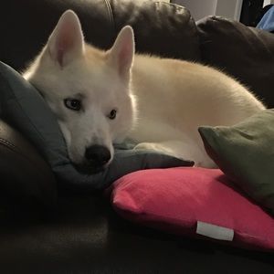 Meet your Posher, Macy